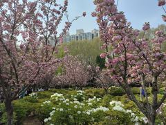 -洛阳市牡丹公园