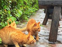 -司马台长城
