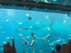 -瑞德姆美人鱼海底演艺主题餐厅(亚龙湾店)