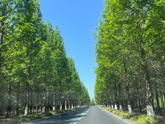 -黄海国家森林公园