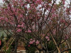 -天适樱花悠乐园