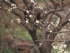 -苏州上方山国家森林公园