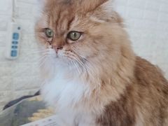 -平行世界·猫咖(首经贸店)
