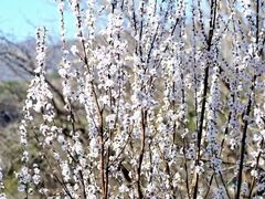 -白水寺森林公园