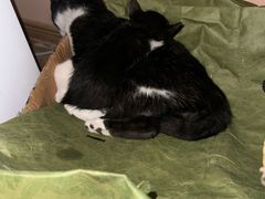 -瑞派康怡24h宠物医院·犬猫医疗中心·微创绝育(瑞景分院)
