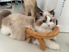 -猫十亿·布偶金渐层·曼基康矮脚猫舍(青年路店)