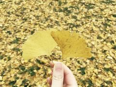 -金陵图书馆
