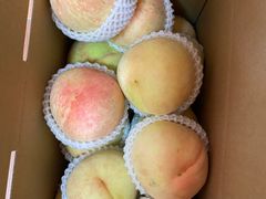 -南汇新场正宗水蜜桃采摘