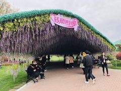 -荷兰花海