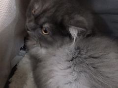 -佳怡动物医院·平价24小时·猫专科骨外科