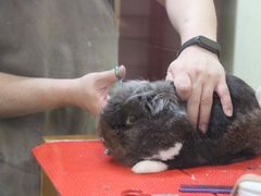 -宠物兔专门店(天丰利市场店)