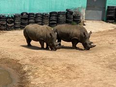 -西霞口神雕山野生动物世界
