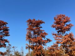 -春花秋色城市公园