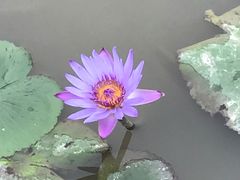 -大湾区中央湿地公园