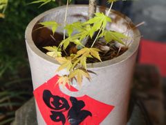 -小小饭店·休闲农庄·安吉松树林里的农家菜