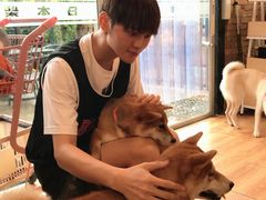 -柴犬高等学院·狗咖·柴犬售卖·宠物训练