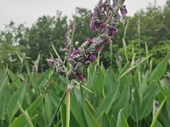 -桤木河湿地公园