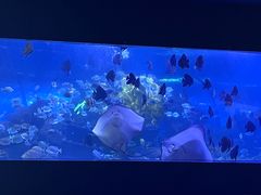 -重庆欢乐海底世界