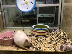 -藦茜花园宠物主题亲子互动体验馆(国顺东路店)