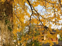 -圆通寺