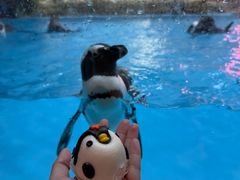 -帝企鹅自助餐厅•儿童岛•真企鹅(长隆企鹅酒店)