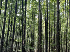 -山王坪喀斯特国家生态公园