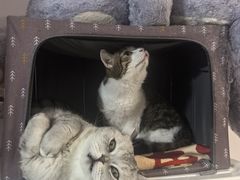 -守诺宠物医院·眼科· 神经外科·爬宠专科(虹口店)