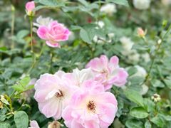 -人民公园(罗湖区)