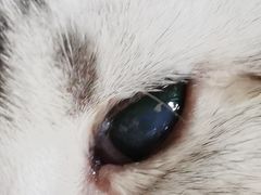 -艾贝尔宠物诊疗