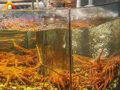 -九號渔港·蒸汽海鲜·粤菜茶点(八卦岭店)