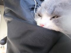 -东方名猫馆·英短金渐层布偶猫舍(环线广场1号楼店)