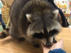 -藦茜花园宠物主题亲子互动体验馆(国顺东路店)