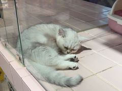 -FAELING PETS美天灵宠物(富力广场店)
