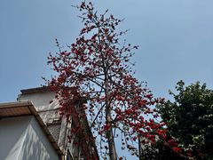 -华林禅寺