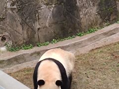 -成都动物园