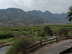 -中国茶叶博物馆(双峰馆区)