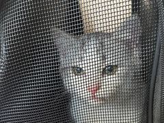 -宠爱国际动物医院·消化内科·心肾内科·ISFM猫友好(望京店)