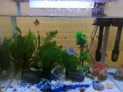 -Yukina Plus专业日式美肌