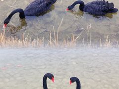 -河北省园博园