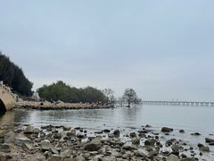 -宝安西湾红树林湿地公园