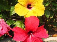 -深圳国际园林花卉博览园