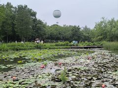 -西溪国家湿地公园