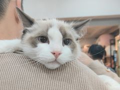 -糯米喵星人总部直营旗舰店·猫舍·幼猫出售