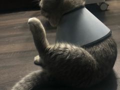 -伟伟宠物医院·CT影像中心·瑞派犬猫综合性门诊(汉口总院)