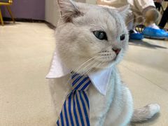 -藏猫猫咖啡主题馆(中央大道店)