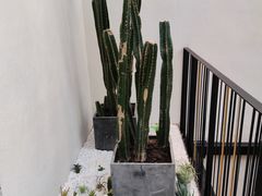 -大树餐厅(红旗街万达店)