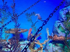 -上海海洋水族馆