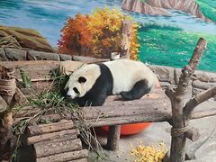 -青藏高原野生动物园