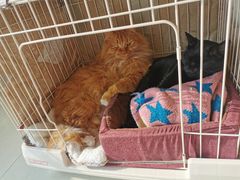 -贝康宠物医院·犬猫全科·小动物特色诊疗中心(东环路店)