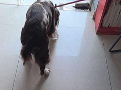 -瑞派福兴宠物医院犬猫全科·骨科·中西医结合(河东店)